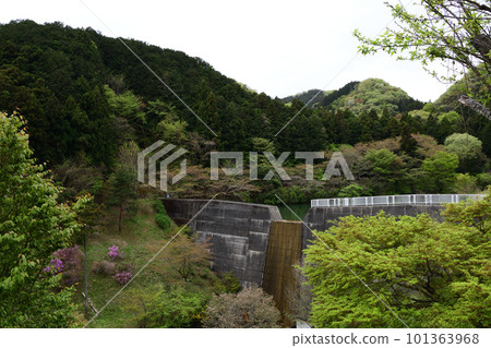 Spring Suzumegawa Sabo Dam (Tokigawa Town, Saitama Prefecture) Spring Suzumegawa Sabo Dam (Tokigawa Town, Saitama Prefecture) 101363968