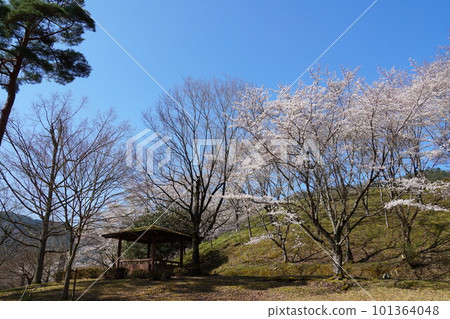 Cherry blossoms are in full bloom 101364048