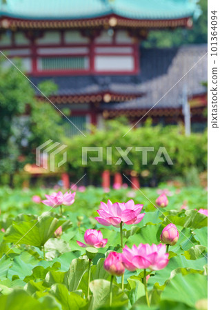 Beautiful lotus flowers at Ueno Shinobazu Pond (Taito Ward, Tokyo) 101364094