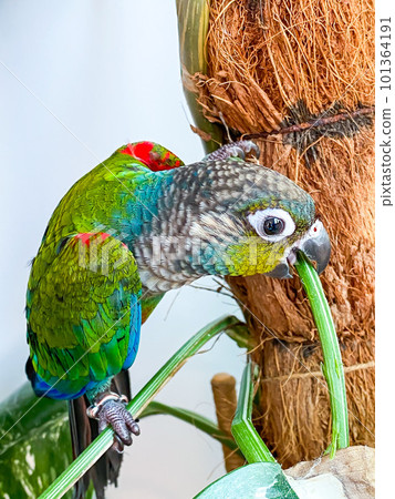 Crimson bellied conure parrot in the white background Crimson bellied conure parrot in the white background 101364191