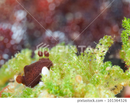 Halak Saumei Halak Saumei 101364326