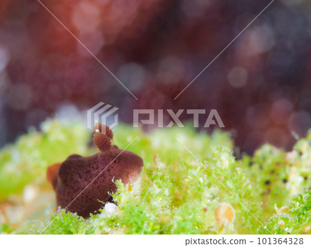 Halak Saumei 101364328