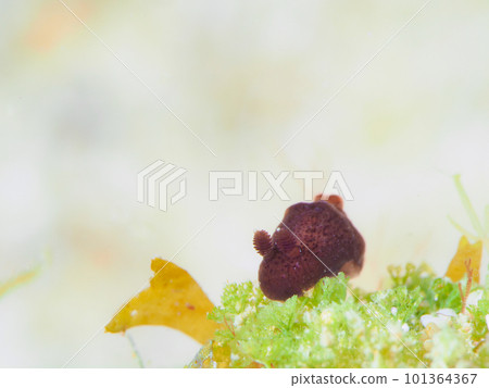 Halak Saumei Halak Saumei 101364367