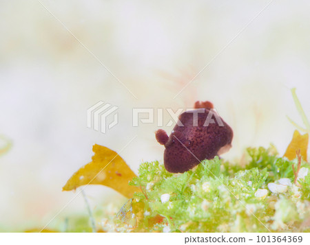 Halak Saumei 101364369