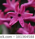 Flower  101364588