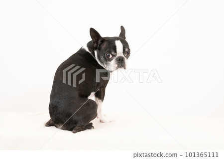 boston terrier turned around boston terrier turned around 101365111