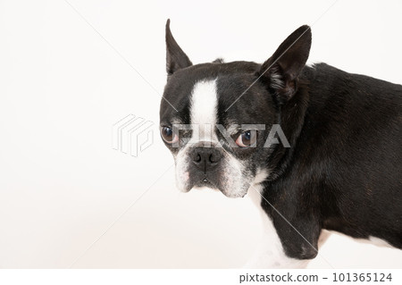 Bust up of a turned Boston Terrier Bust up of a turned Boston Terrier 101365124