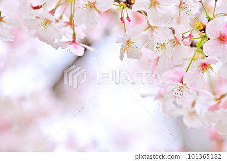 Spring scenery Cherry blossoms in full bloom 101365182
