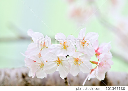 春天的景色櫻花盛開 春天的景色櫻花盛開 101365188