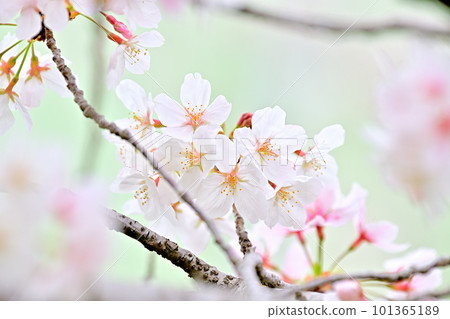 春天的景色櫻花盛開 春天的景色櫻花盛開 101365189
