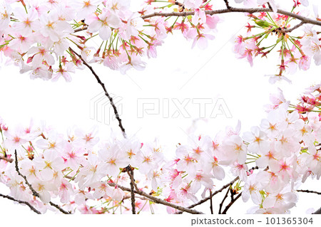Spring scenery Cherry blossoms in full bloom 101365304