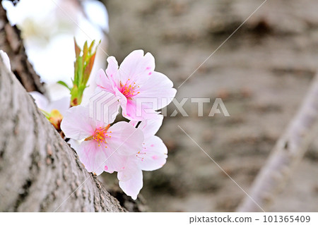 Spring scenery Cherry blossoms in full bloom 101365409