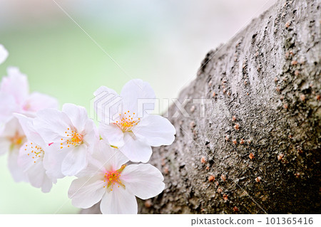 Spring scenery Cherry blossoms in full bloom 101365416