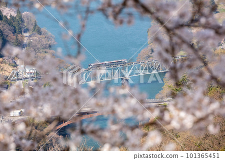 [Takayama Main Line] Limited Express Hida crossing the railway bridge with cherry blossoms 101365451