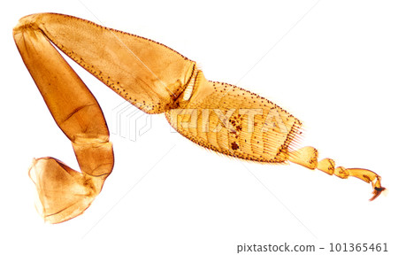 Pollen on a honeybee leg, whole mount, 8X light micrograph. Pollen-carrying leg of a honey bee, Apis, under a light microscope. Three photos combined into one picture. Isolated on white background. 101365461