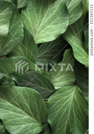 Full frame of green leaves. Vertical background on the theme of health ecology nature Full frame of green leaves. Vertical background on the theme of health ecology nature 101365533