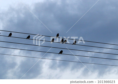 Birds sit on wires that carry electricity. 101366023