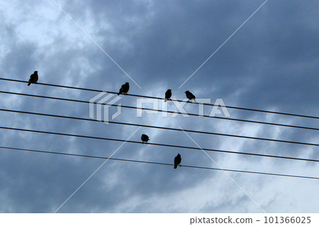 Birds sit on wires that carry electricity. 101366025