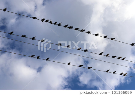 Birds sit on wires that carry electricity. Birds sit on wires that carry electricity. 101366099
