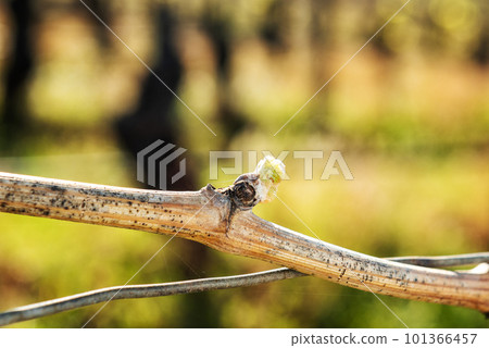 Young shoots on the branches of the vine in spring. Agriculture. 101366457