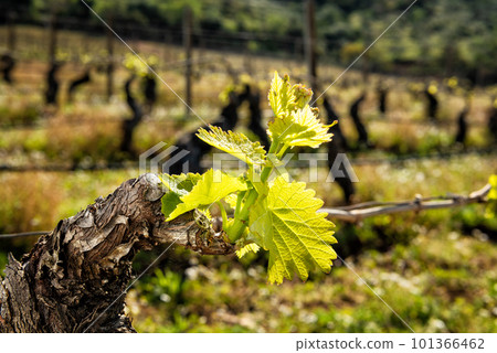 Young shoots on the branches of the vine in spring. Agriculture. Young shoots on the branches of the vine in spring. Agriculture. 101366462