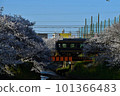 Kintetsu 16200 series blue symphony crossing the cherry blossom trees 101366483