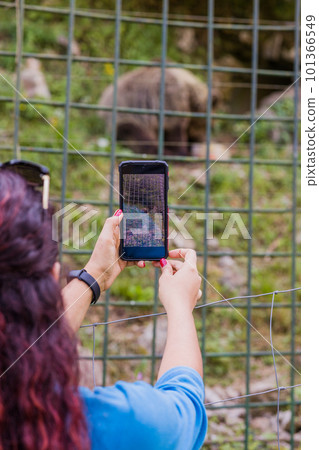 Brown bear in senda del oso Asturias national park zoo. Latin mid woman holding smartphone 101366549