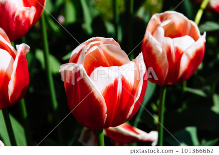 Colorful spring fresh dutch tulips. Assorted colors 101366662