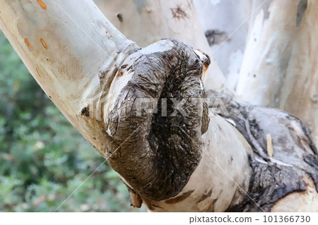 old tree stump in the zoo old tree stump in the zoo 101366730