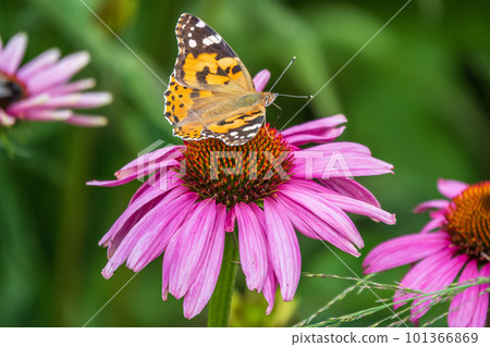 Beautiful butterfly painted lady or Vanessa cardui sitting on purple Echinacea flower in the summer. Close up. Macro. 101366869