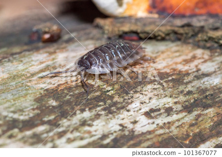 Closeup on Oniscus asellus, the common woodlouse. Closeup on Oniscus asellus, the common woodlouse. 101367077