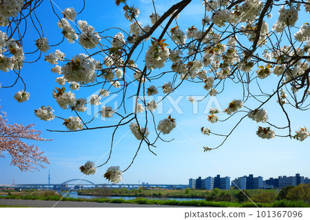 Five-colored cherry blossoms on Arakawa embankment Taihaku and Tokyo Skytree Five-colored cherry blossoms on Arakawa embankment Taihaku and Tokyo Skytree 101367096
