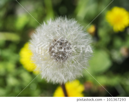 Fluffy dandelion fluff 101367293