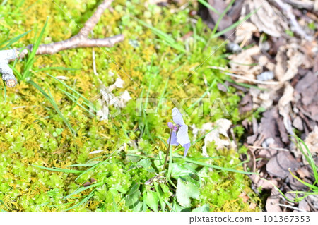Flower of an odor violet Flower of an odor violet 101367353