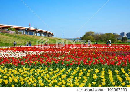 Colorful tulip field and blue sky blooming on riverbed of urban agriculture park Skytree 101367363