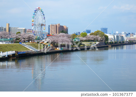 荒川遊樂園的新摩天輪和盛開的櫻花 101367377