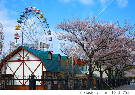 Arakawa Amusement Park's new Ferris wheel and cherry blossoms in full bloom Arakawa Amusement Park's new Ferris wheel and cherry blossoms in full bloom 101367533