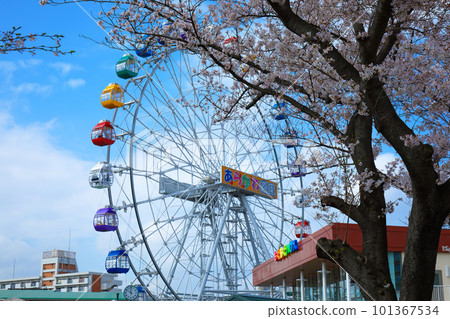 Arakawa Amusement Park's new Ferris wheel and cherry blossoms in full bloom 101367534