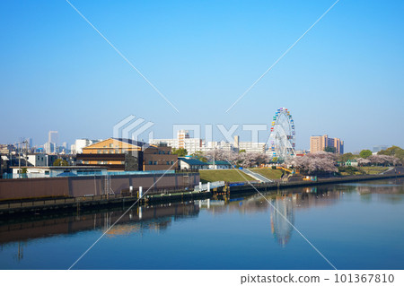 Arakawa Amusement Park's new Ferris wheel and cherry blossoms in full bloom Arakawa Amusement Park's new Ferris wheel and cherry blossoms in full bloom 101367810