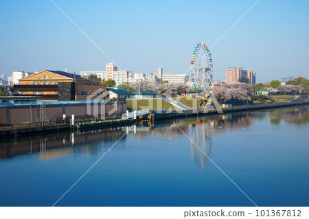 荒川遊樂園的新摩天輪和盛開的櫻花 101367812