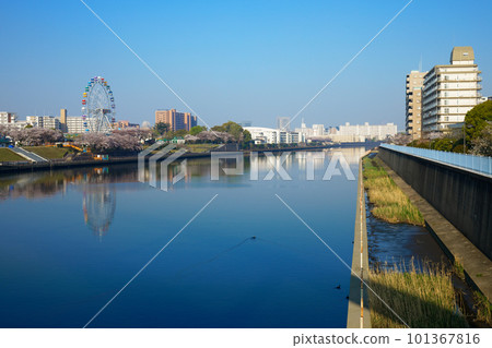 荒川遊樂園的新摩天輪和盛開的櫻花 荒川遊樂園的新摩天輪和盛開的櫻花 101367816