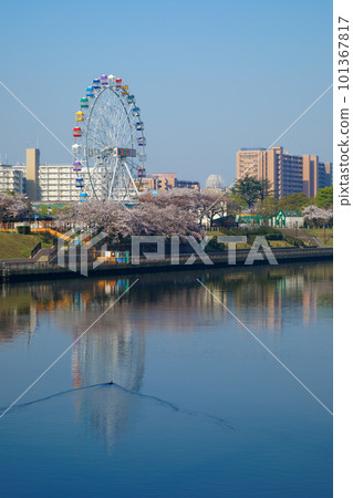 Arakawa Amusement Park's new Ferris wheel and cherry blossoms in full bloom 101367817
