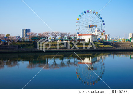 Arakawa Amusement Park's new Ferris wheel and cherry blossoms in full bloom Arakawa Amusement Park's new Ferris wheel and cherry blossoms in full bloom 101367823