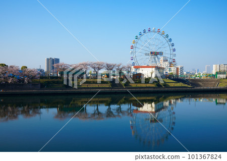 Arakawa Amusement Park's new Ferris wheel and cherry blossoms in full bloom Arakawa Amusement Park's new Ferris wheel and cherry blossoms in full bloom 101367824