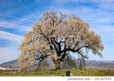 Yamanashi Nirasaki Wanizuka Cherry Blossoms Scenery with cherry blossoms and mountains 101367858
