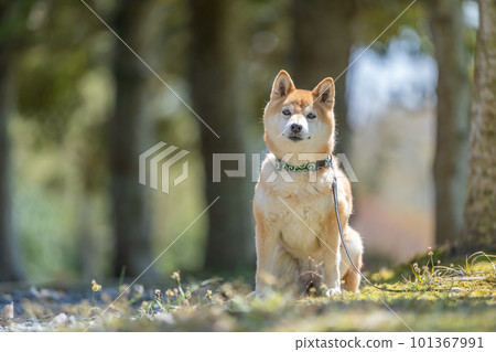 走在森林裡的柴犬一隻站在森林裡的狗 走在森林裡的柴犬一隻站在森林裡的狗 101367991