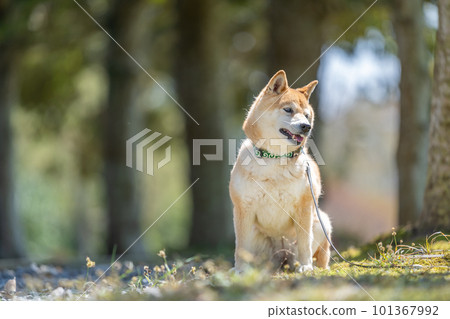 走在森林裡的柴犬一隻站在森林裡的狗 101367992