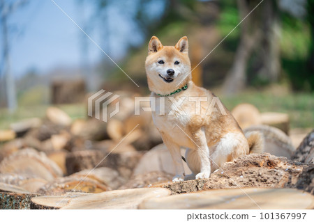 Shiba Inu sitting on a stump A dog sitting on a stump Shiba Inu sitting on a stump A dog sitting on a stump 101367997