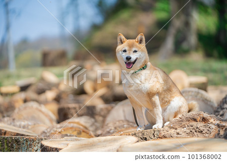 Shiba Inu sitting on a stump A dog sitting on a stump Shiba Inu sitting on a stump A dog sitting on a stump 101368002