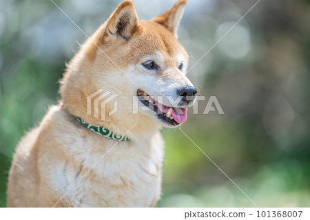 Shiba Inu standing in the fresh green Dog standing in the fresh green Dog, Japanese dog, Shiba Inu, pet, pet dog, dog, cute Shiba Inu standing in the fresh green Dog standing in the fresh green Dog, Japanese dog, Shiba Inu, pet, pet dog, dog, cute 101368007